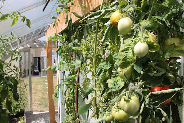 alsaceTomatoAquaponic