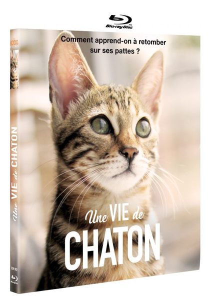 Blu ray Une Vie de chaton